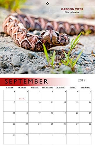 Yılan Takvimi 2019. Tüm Egzotik, Zehirli yılanları, her ay için bir tane artı ekstra Bonus Görüntüleri içerir.
