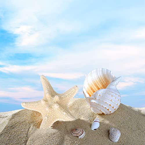 4 Adet Denizyıldızı saç tokası Reçine Plaj Deniz Yıldızı denizkızı saç tokası s Aksesuarları Kadınlar ve Kızlar için